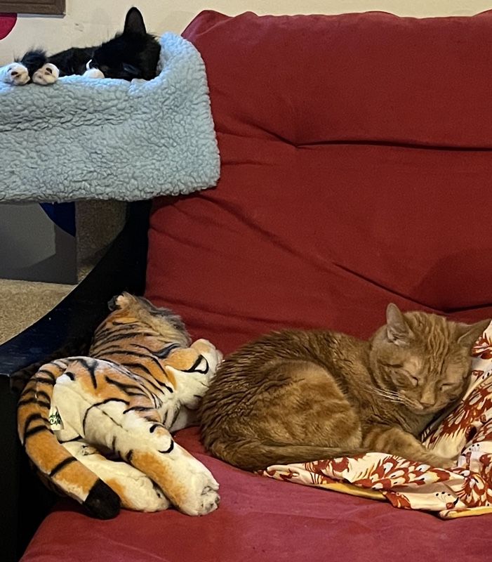 So Many Sleepy Kitties