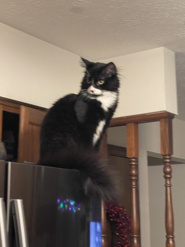 Sweeney, Lord Of All He Surveys