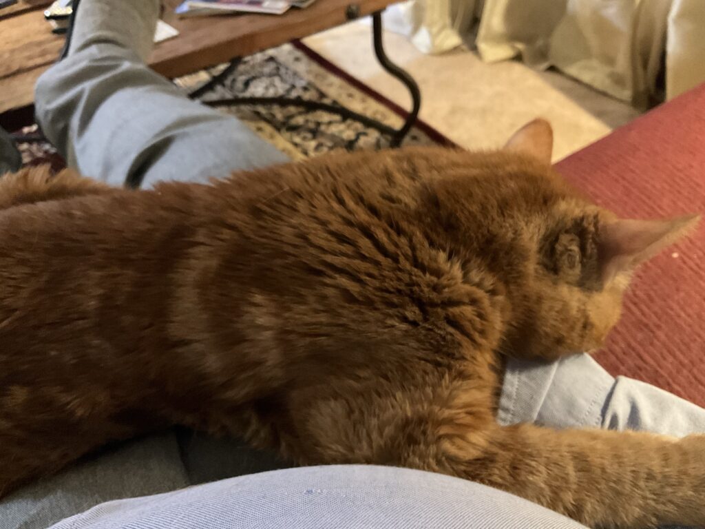 Tyrion, an orange tabby cat, sleeping on my lap. 