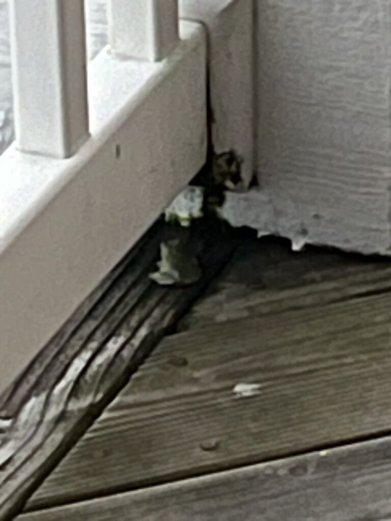 A small frog sitting under the railing of our beach house at Holden Beach. 