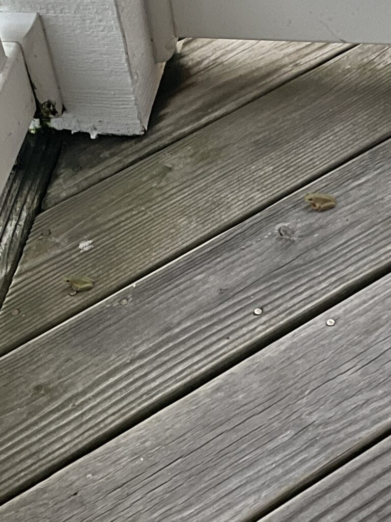 Two small frogs sitting on the deck of our beach house at Holden Beach. 