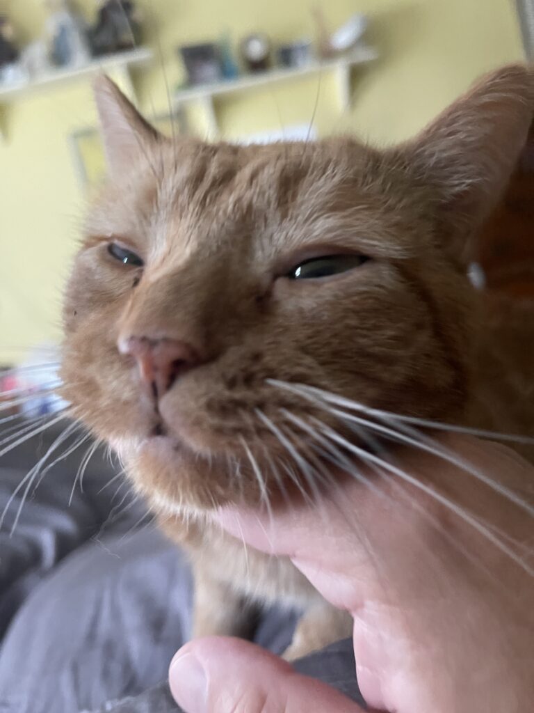 The face of my orange colored dwarf cat, Tyrion, as I scratch him under his chin. Her has a very satisfied look on his face. 