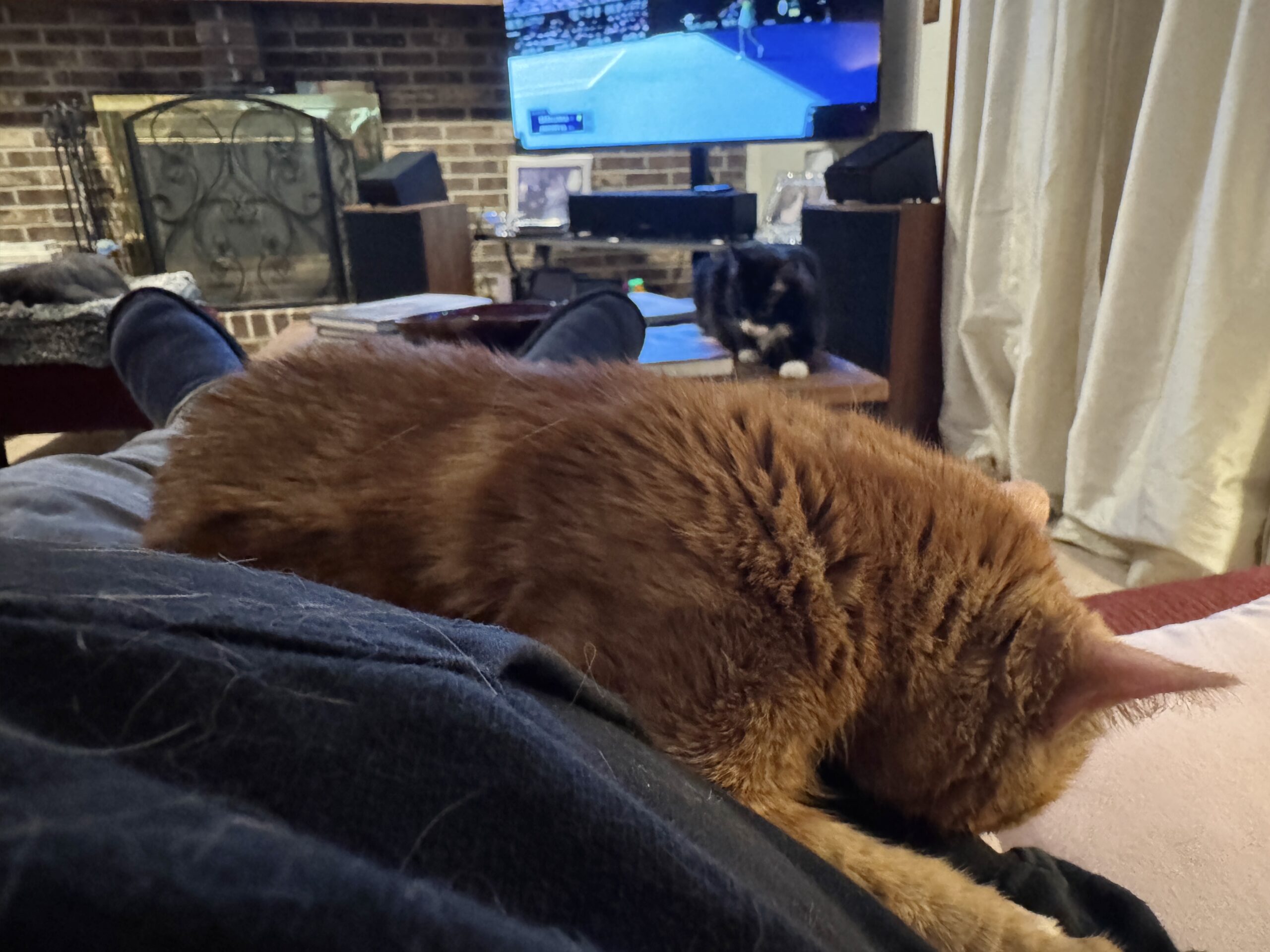 A cozy scene featuring an orange cat sleeping on a person's lap, with a TV showing a sports game in the background. A black and white cat is seen in the background, exploring the room.
